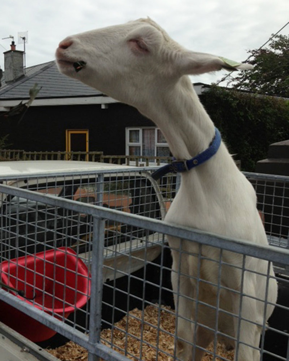 a-good-goat.jpg
